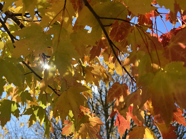 Adelaide 紅葉🍁秘景