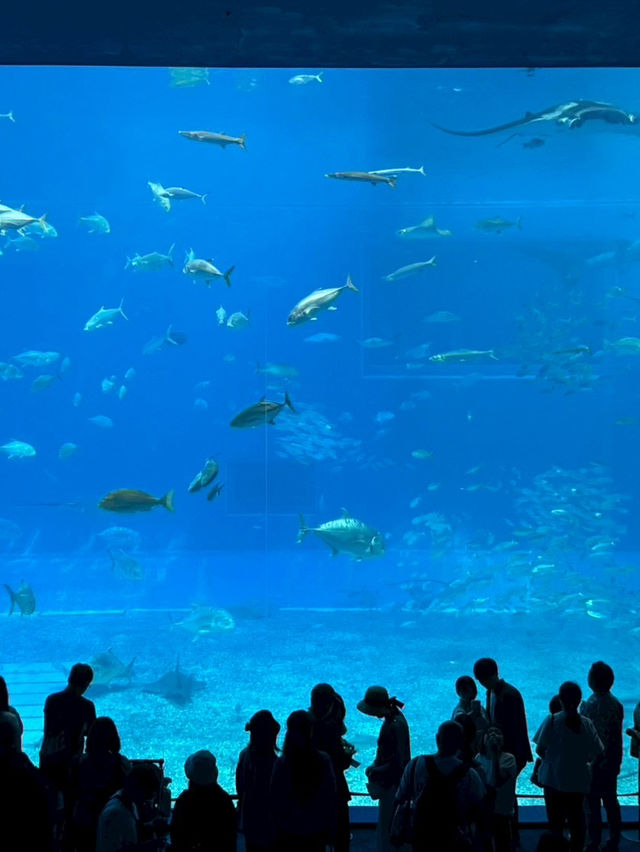 日本沖繩美麗海水族館