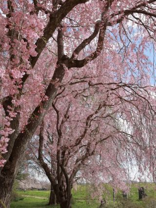 Cherry Blossom Chase Live | The Best Time for Cherry Blossom Snow in Kitakami 🌸❄️