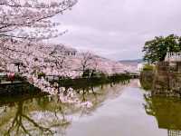 kyoto blossom