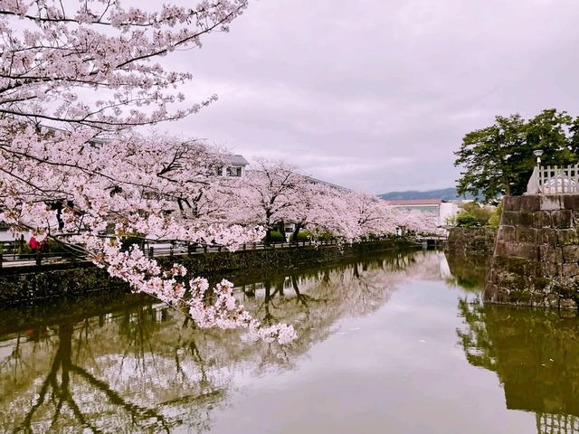 kyoto blossom