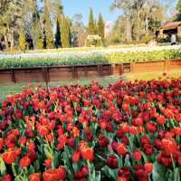 Araluen Botanic Park – A Blooming Wonderland