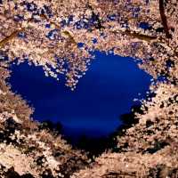 Cherry Blossom Magic After Dark
