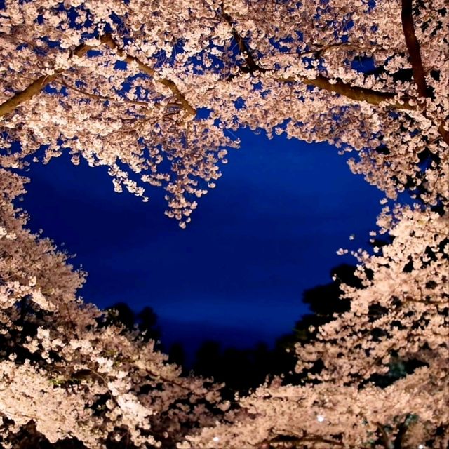 Cherry Blossom Magic After Dark