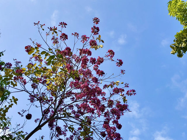 Taichung in Spring — Parks, People & Petals