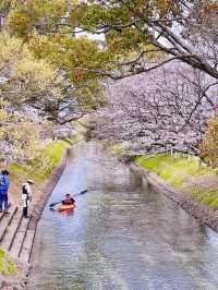 Spring in Motion: Sakura Watching with a Side of Adventure 