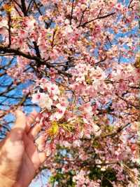 Nagoya – Where Industry Meets Tradition in the Heart of Japan