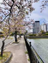 Ancient Roots and Blushing Skies: Spring at Saga Castle Ruins