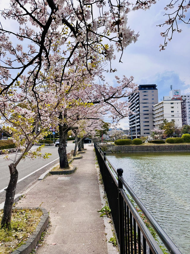 Ancient Roots and Blushing Skies: Spring at Saga Castle Ruins