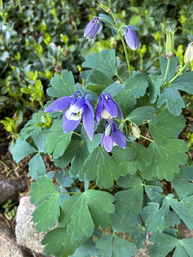삼막사 등산하며 생태조사~