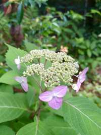 A Peaceful Day in Samukawa – Shrines, Sakura & a Slow Walk