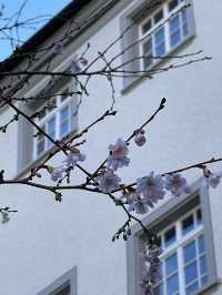 My Visit to the Abbey of St. Gall**  