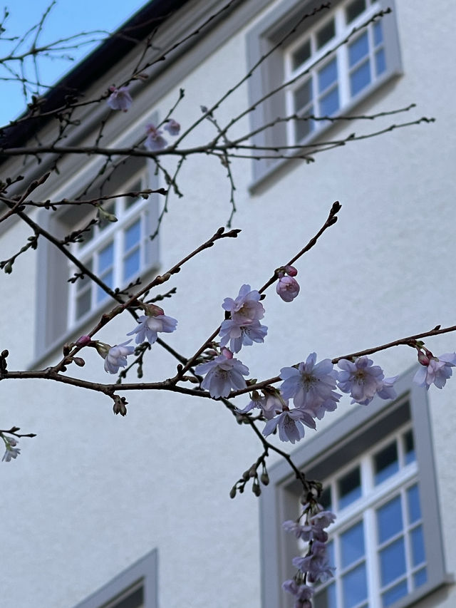 My Visit to the Abbey of St. Gall**  