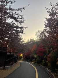 리솜 포레스트 제천으로 떠난 단풍여행🍁