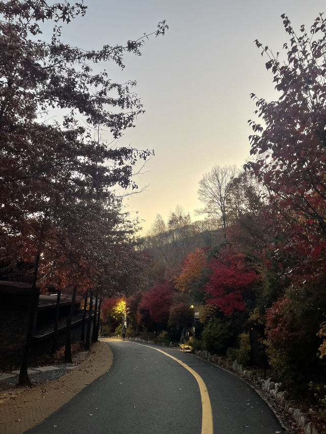 리솜 포레스트 제천으로 떠난 단풍여행🍁