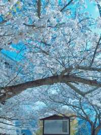Where Sand Art Meets Sakura – Kotohiki Park’s Spring Surprise