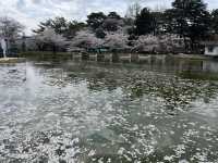🌸【初見即傾心】大宮公園櫻花滿開的那一刻，我與春天撞了個滿懷!
