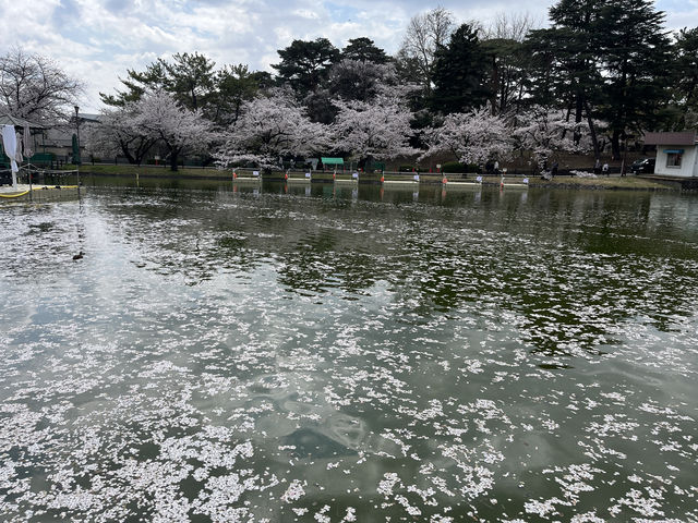 🌸【初見即傾心】大宮公園櫻花滿開的那一刻，我與春天撞了個滿懷!