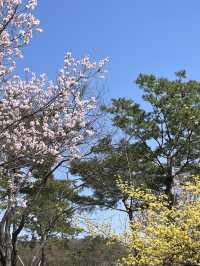 🌸 봄빛 머문 고궁, 경복궁의 벚꽃을 거닐다