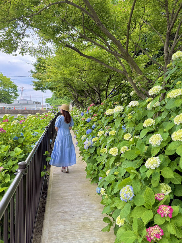 京都 ❤︎ 10,000株を超えるあじさいの小径🩵💜🩷