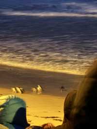 🐧 「企鵝歸巢」（Penguin Parade）是澳洲墨爾本周邊最受歡迎的自然奇觀之一🌊🇳🇿☁️