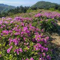 Azaleas, Views & Easy Trails in Jangheung