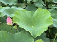 香港好去處 | 賞花 | 塱原自然生態公園 | 荷花