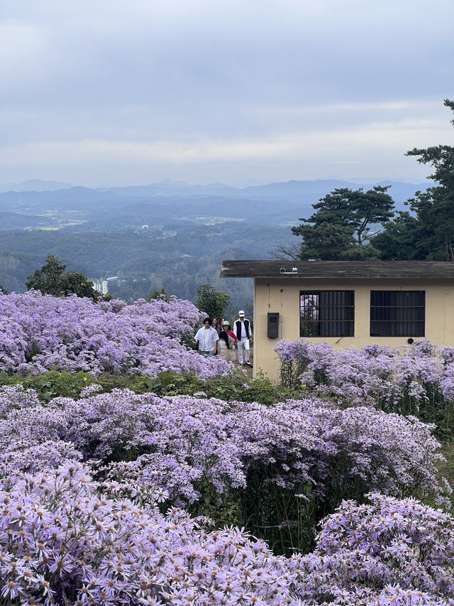 문경 봉천사 개미취 여행코스 추천💜