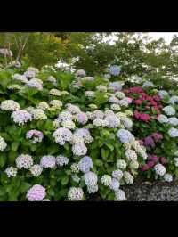 Hydrangeas Spot at the Eastern Part of Jeju