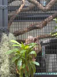 The Hong Kong Zoological and Botanical Garden 