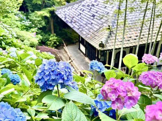 鎌倉花季～長谷寺紫陽花路