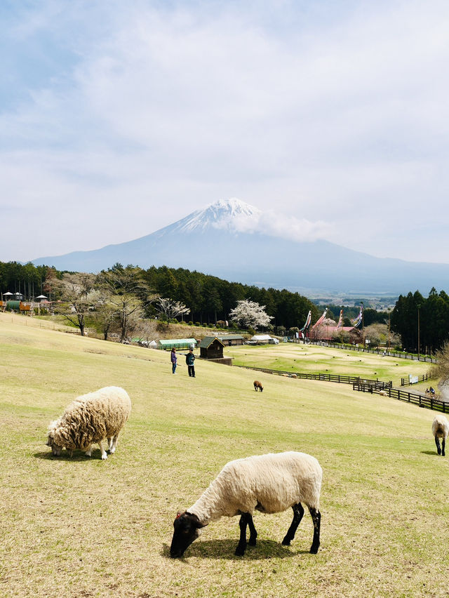 富士山周邊親子必遊！一邊欣賞富士美景一邊玩
