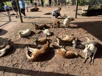Caversham Wildlife Park