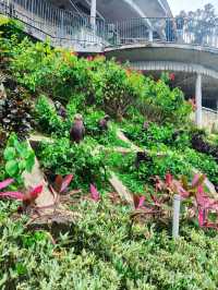 Find Your Perfect View: A Serene & Scenic Getaway at Penang Hill"