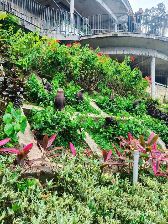 Find Your Perfect View: A Serene & Scenic Getaway at Penang Hill"