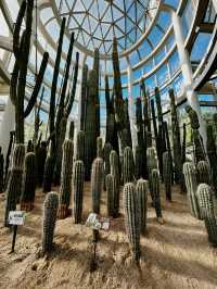 📸 Cactus Dreams: Xiamen’s Most Instagrammable Garden