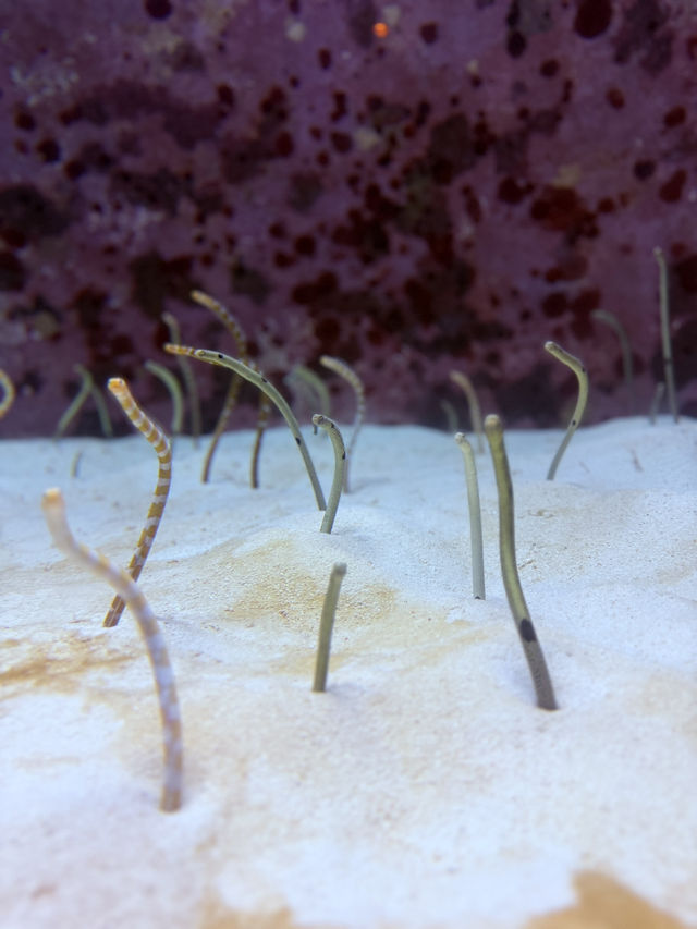 沖繩｜再遠都值得跑一趟 美麗海水族館的黑潮之美