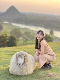 คาเฟ่  ฟาร์มแกะในเมืองเชียงราย ABONZO