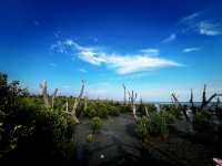 Tua Pek Kong Temple & Mangrove Walk – A Scenic Surprise in Setiawan