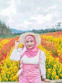 ไร่คุณอารียา (Ariya Flower Farm)