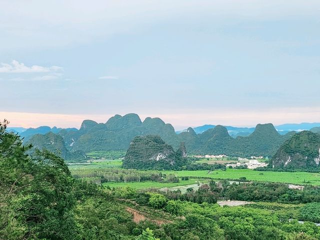 T3有機茶園，山腳打卡到山頂