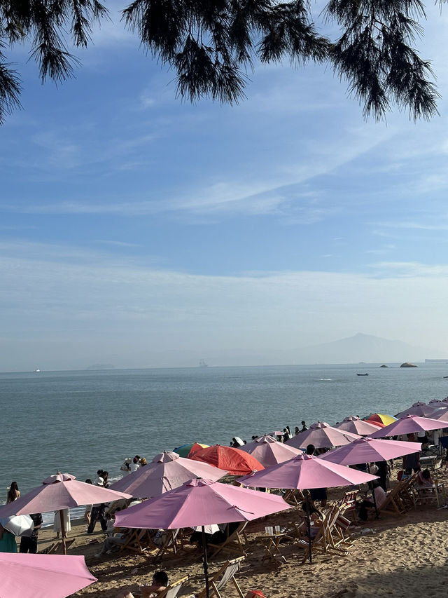 廈門環島路的椰林樹影