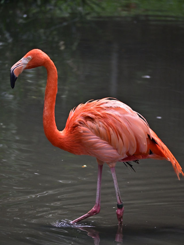 KL Wild Side: Leap Into Zoo Negara’s Jungle Adventure 