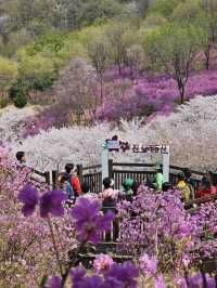 Jindallae Dongsan