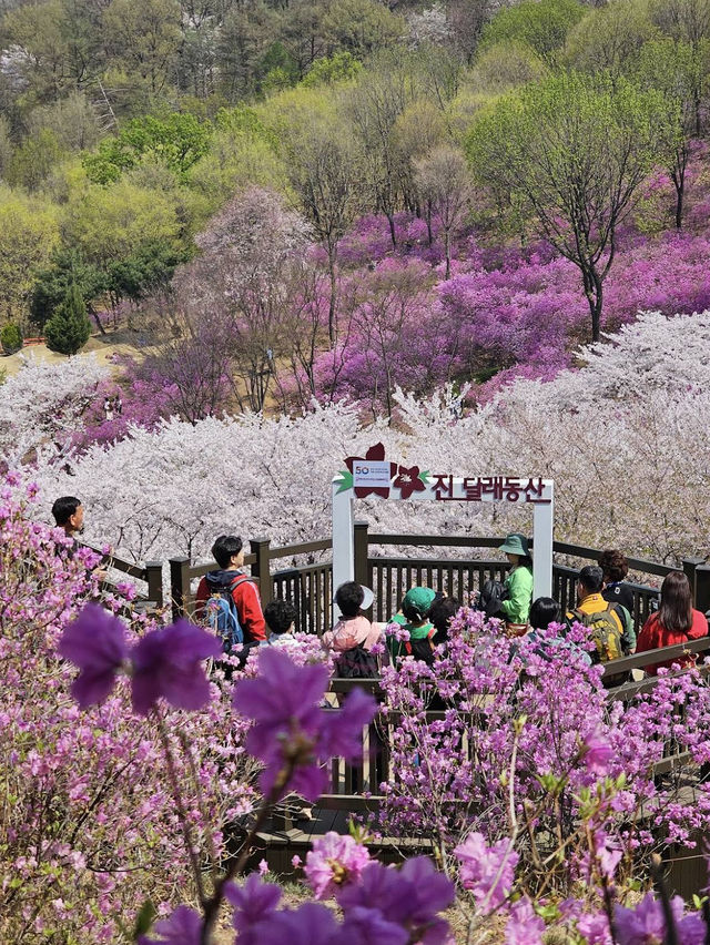 Jindallae Dongsan