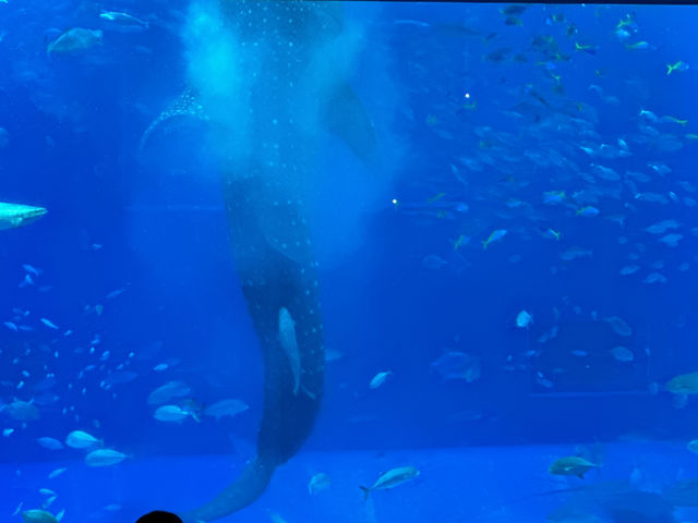 Okinawa Churaumi Aquarium