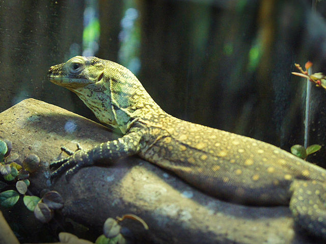 🦁 Singapore Zoo — A Wild Day in a Rainforest Wonderland