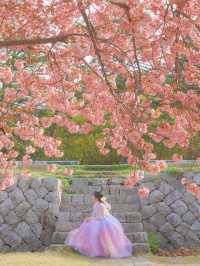 내가 사랑한 경주의 봄🌸❤️