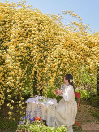 A morning in Hadong Pyeongsa-ri that felt like visiting a rose garden in a fairy tale🌼💛