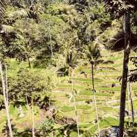 🌾✨ *Tegalalang Rice Terrace: Bali’s Iconic Emerald Staircase* ☀️🌿